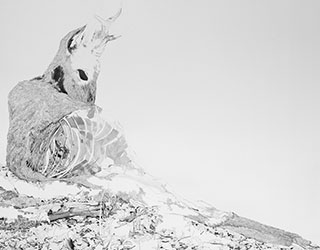 capreolus-capreolus