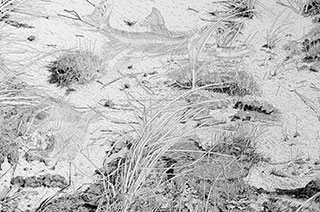 cotentin-dream-detail