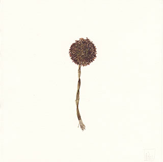 herbier