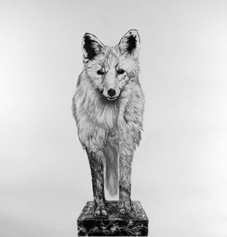 vulpes-vulpes