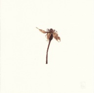 herbier02