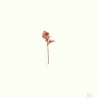 herbier03