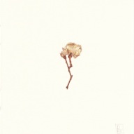 herbier06