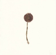 herbier07