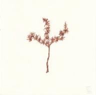 herbier10