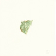 herbier11