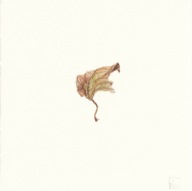 herbier12