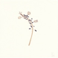 herbier13