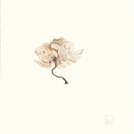herbier15