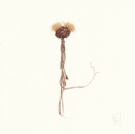 herbier16