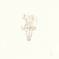 herbier17