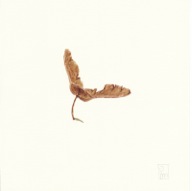 herbier19