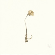 herbier22