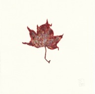 herbier23