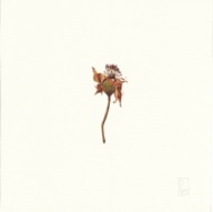 herbier24