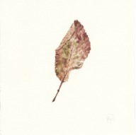 herbier25