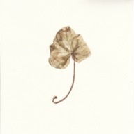 herbier27