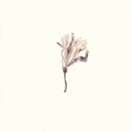 herbier28