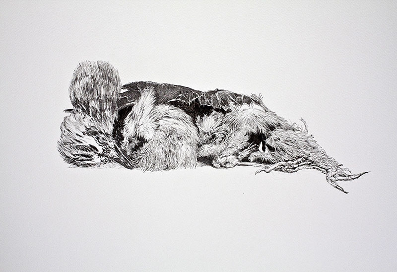 Peau de chagrin, Geai, 2012